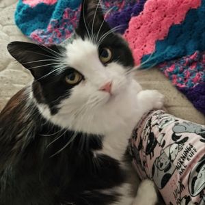 Crystal Carving - My Cat Picks